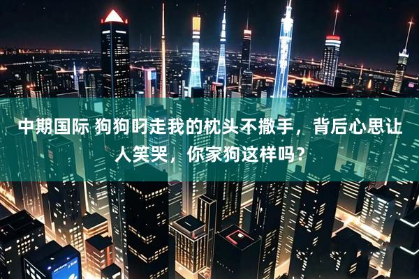 中期国际 狗狗叼走我的枕头不撒手，背后心思让人笑哭，你家狗这样吗？