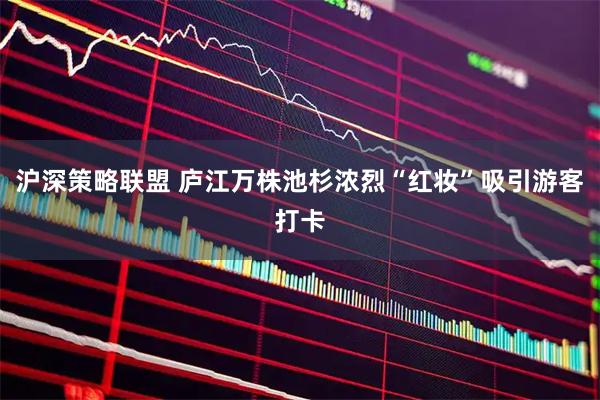 沪深策略联盟 庐江万株池杉浓烈“红妆”吸引游客打卡